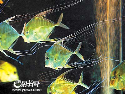 广州海洋馆引进一批珍稀鱼