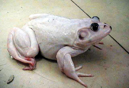 新闻中心 社会新闻 正文 解,白色牛蛙可能是由于基因变异而白化.
