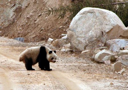 陕西佛坪:大熊猫溜达上公路(图)