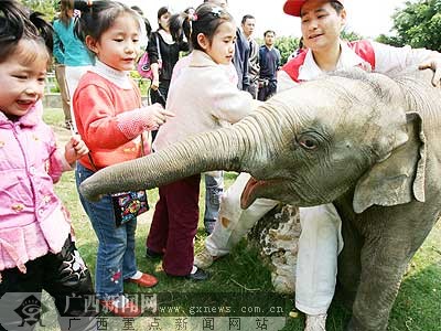 全国千人为南宁动物园小象起名 小雌象从此叫