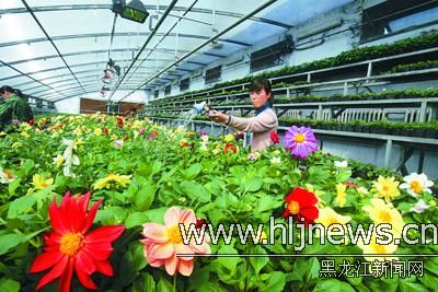 温室花窖培育30万株鲜花五一亮相哈市