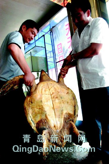 渔民捞起百斤龟丞相 大海龟将制成标本展出(图