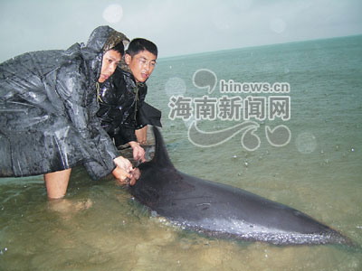 2.5米长海豚搁浅临高角海滩