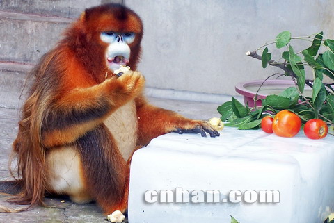 武汉动物园金丝猴自制冰镇瓜果