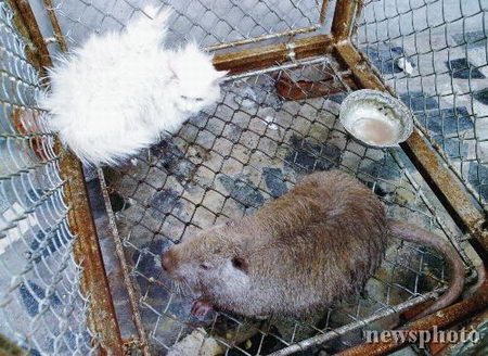 动物园引进体长80厘米老鼠王 猫受惊吓瑟瑟发