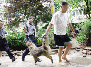 恶狗流窜小区疯狂咬人