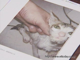 台湾虐猫狂挨十万罚单并遭爱猫人袭击(图)