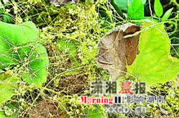 植物杀手死缠烂打