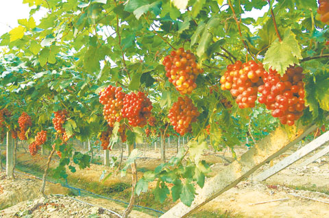 南方吐鲁番的葡萄熟了