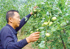 糖精热水 "泡熟"红梨枣