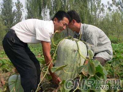 河南台前县背河洼地鱼塘边长出一特大冬瓜