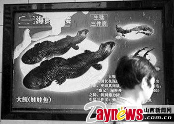 国家二级保护动物娃娃鱼成新菜每斤售价2500元