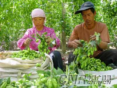 新疆啤酒花丰收产量占全国70组图