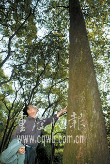 50岁小叶桉树梢冒"黑烟"(图文)