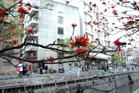 冬日寒风中刺桐花争艳