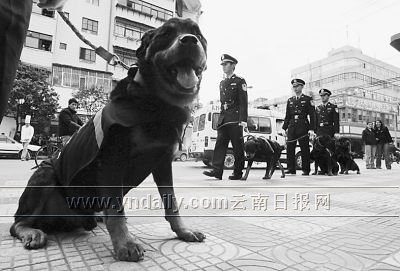 德国狼犬进南窑帮助警察抓坏人