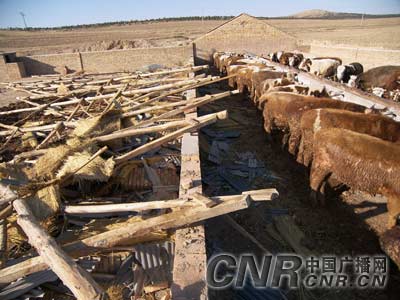 大风毁牛棚困群牛民警伸援手暧人心