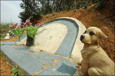 福州宠物医院圈地办宠物土葬 可建坟墓(图)