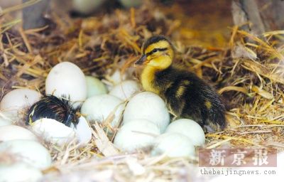 鸭妈妈正在对十余枚蛋进行孵化,一只刚破壳的小野鸭正在妈妈的肚子