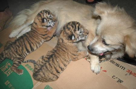 组图:东北虎产下两只虎崽 狗妈妈哺育幼虎