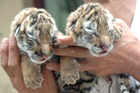 组图:东北虎产下两只虎崽 狗妈妈哺育幼虎