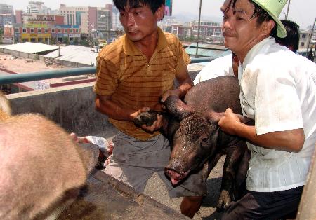 图文:高速公路上的赶猪"大战"(2)