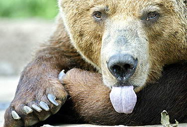 图文:棕熊伸出舌头