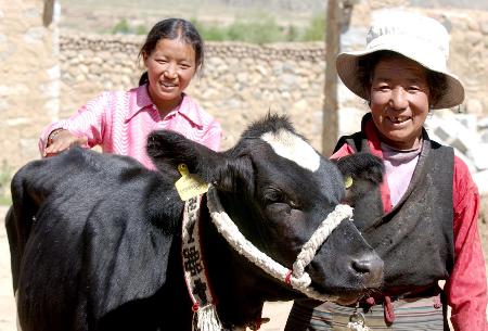 图文:琼达母女牵着奶牛高高兴兴回家