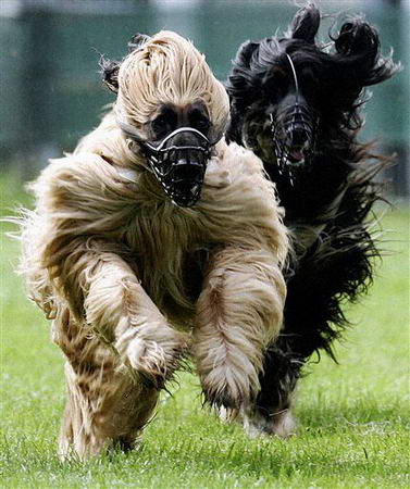 图文:德国举行阿富汗猎犬比赛