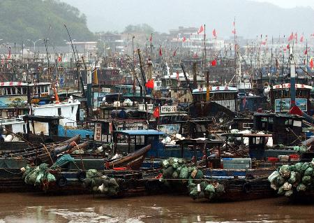 图文:浙江玉环县一个避风港停泊的数百艘渔船