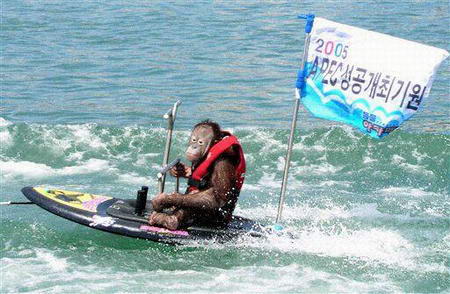 组图：猩猩玩滑水板庆祝APEC会议100天倒计时