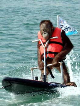 组图：猩猩玩滑水板庆祝APEC会议100天倒计时