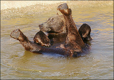 图文:在动物园水池戏水避暑的棕熊