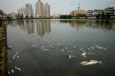 组图:秦淮河里漂死鱼