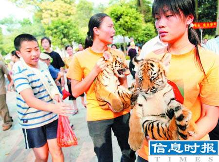 广州动物园虐虎事件续:小虎再次现身与游客合影