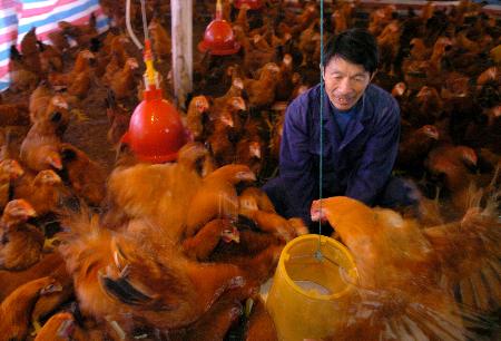图文:安徽省广德县邱村镇农民吴克生在喂鸡