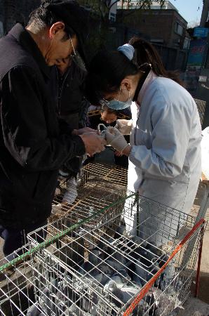 图文:北京全面为家养鸽子注射禽流感灭活疫苗