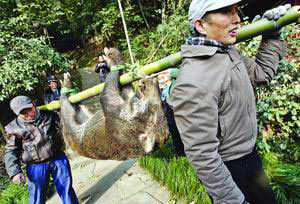 民警连开20余枪杭州市西湖景区野猪被击毙(图)