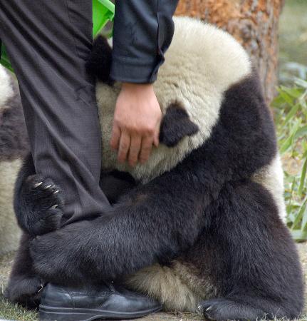 图文：一只候选大熊猫抱住饲养员的腿不放