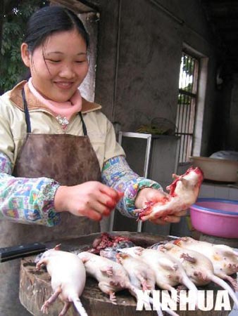 组图：广西北海老鼠成菜肴鼠肉价格节节上涨
