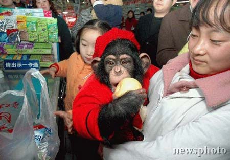 组图：1岁多黑猩猩进超市购买年货
