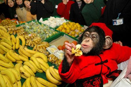 小黑猩猩皖星在合肥一家超市里吃香蕉