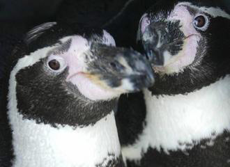 图文：动物园雄性企鹅搞同性恋拒绝繁育后代