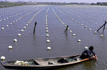 图文:浙江嘉兴珍珠贝养殖工在水面上修整浮子