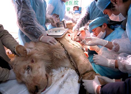 动物医生为白狮做手术切除肿瘤(组图)