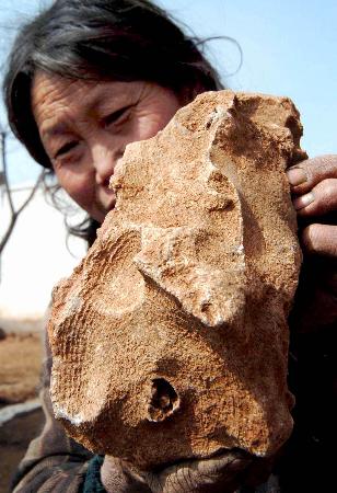 图文:河南汝阳县发现大型古脊椎动物化石(1)