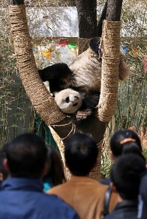 3月28日,来自四川成都的大熊猫"哈兰"在无锡动物园与游客见面