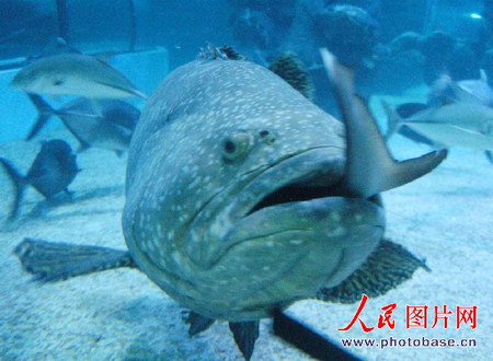福州哪里有观赏鱼时隔多年又回来了 福州观赏鱼 福州龙鱼第2张