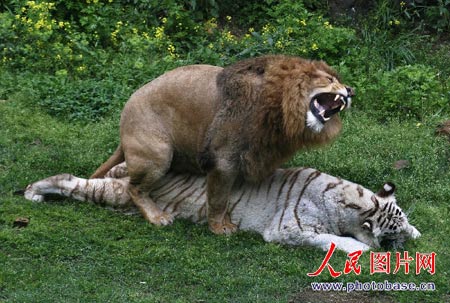 组图:非洲雄狮与白虎交配