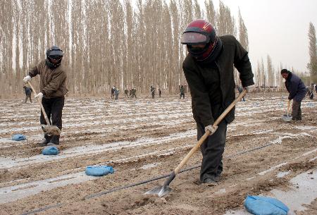 图文:新疆部分地区遭遇灾害性天气(1)
